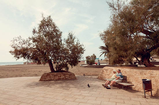 Les pigeons (2013)