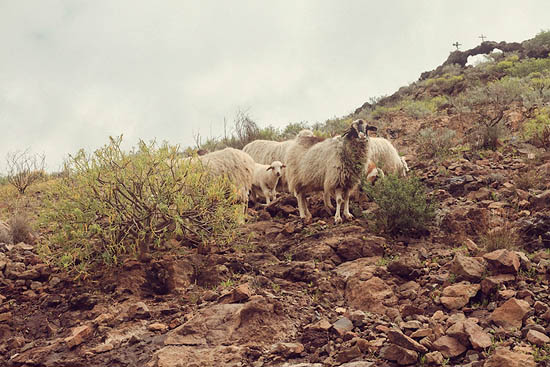 Des moutons (2013)