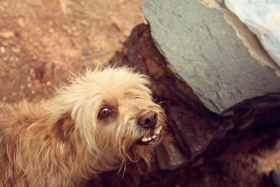 Ugly dog (2013)