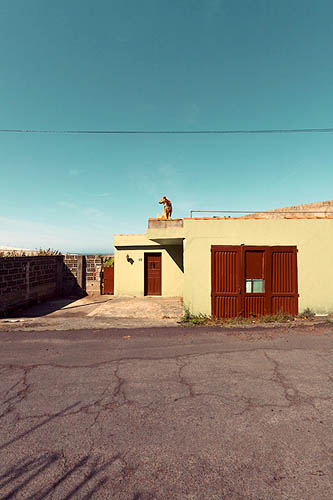 Chien aux aguets sur le toit (2014)