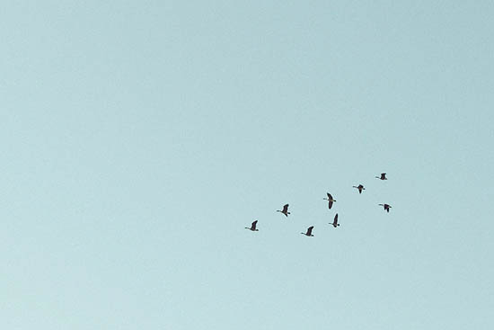 Migration (2014)