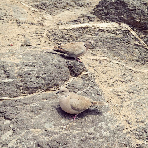 Two Tourterelles (2015)