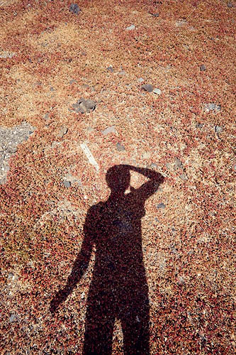 Vegetable shadow (2015)