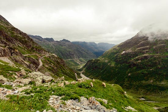 Moutons de montagne / Suisse (2016)