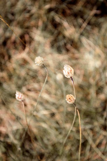 Fleurs séchées / France (2016)