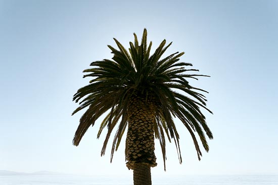 Palmier à Santa Barbara (2016)