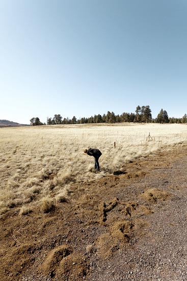 Blond Field I (2016)