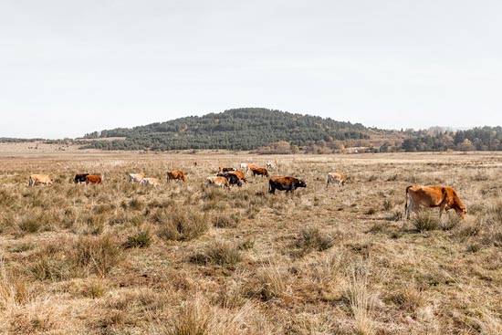 Cowscape / Bulgarie (2017)