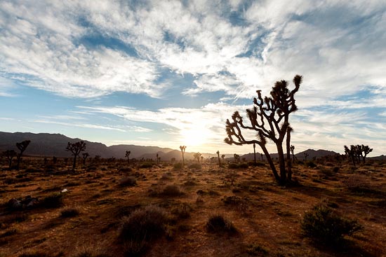 Fin de journée sur Joshua Tree I (2017)