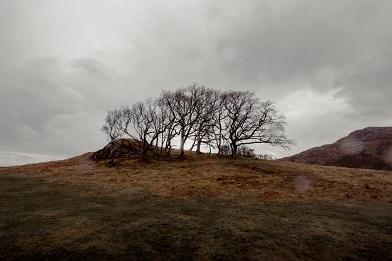 Mini forêt d'arbres d'hiver / Écosse (2018)