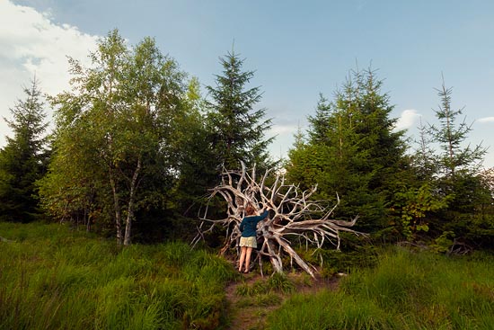 Big Dried Racines / Allemagne (2018)