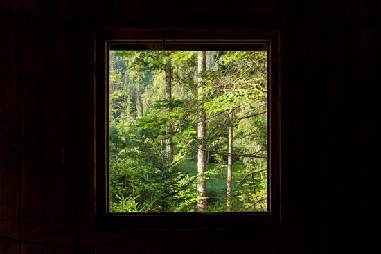 De la cabane : la forêt / Allemagne (2018)