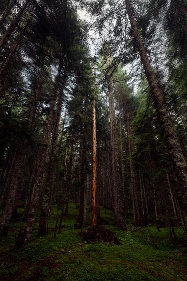 Tronc d'arbre en forêt / Monténégro (2018)