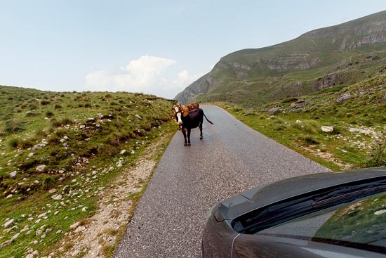 Vâches de route / Monténégro (2018)