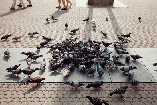 Pigeons zagrébois / Croatie (2018)