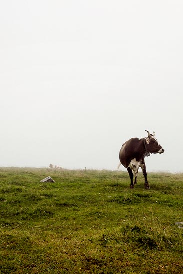 Brune et blanche de montagnes, 3 pattes / Suisse (2018)
