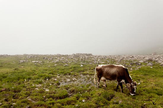 Brune et blanche de montagnes, 4 pattes / Suisse (2018)