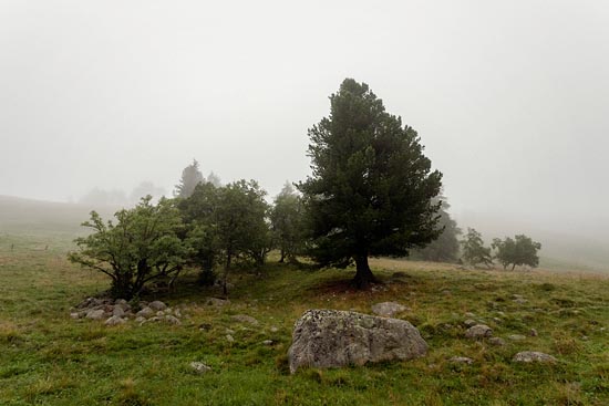 Des arbres, de la roche, un peu de verdure et c'est tout / Suisse (2018)