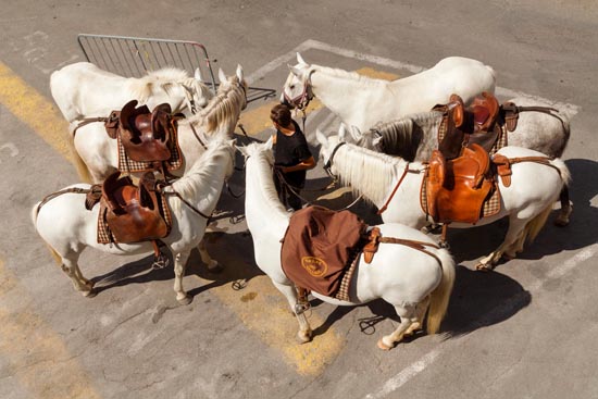 L'homme aux 7 chevaux / France (2019)