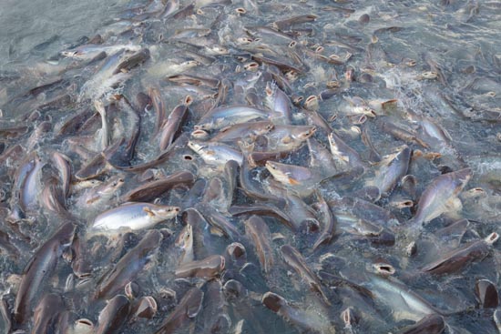 Carpes Carpet / Thaïlande (2020)