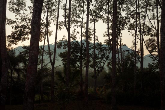 Entre les arbres de la jungle / Thaïlande (2020)