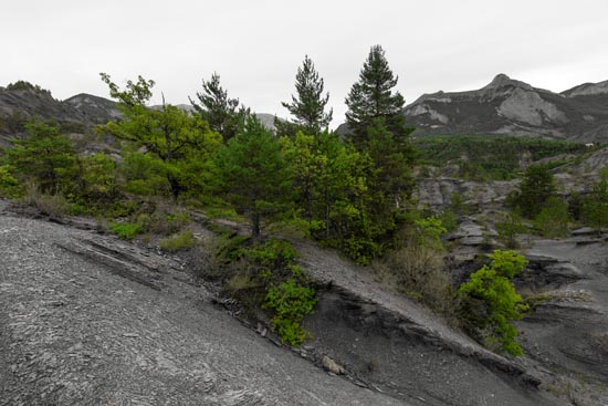 Green & Gray Paysage II / France (2022)