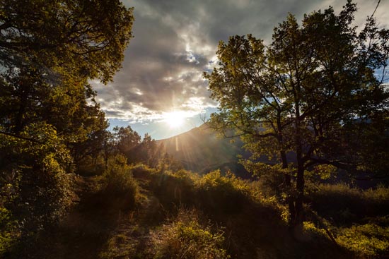 Sunny Morning Landscape / France (2022)