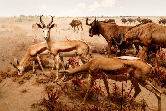 5787 (American Museum of Natural History - NY - USA - 2022)