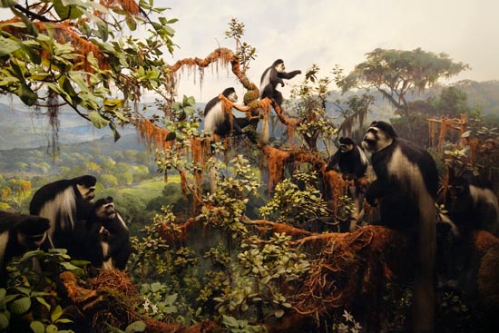 5788 (American Museum of Natural History - NY - USA - 2022)