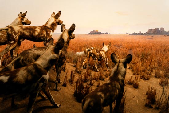 5799 (American Museum of Natural History - NY - USA - 2022)