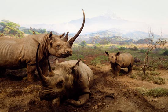 5807 (American Museum of Natural History - NY - USA - 2022)