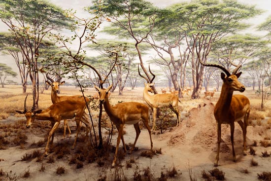 5814 (American Museum of Natural History - NY - USA - 2022)