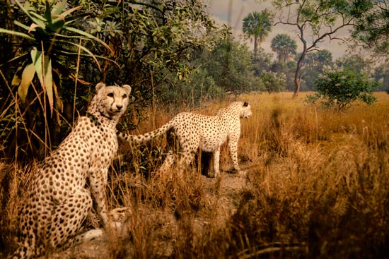 5822 (American Museum of Natural History - NY - USA - 2022)