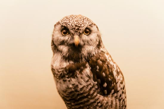 5828 (American Museum of Natural History - NY - USA - 2022)