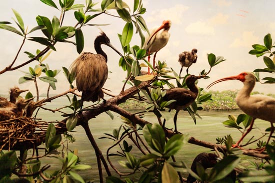 5833 (American Museum of Natural History - NY - USA - 2022)