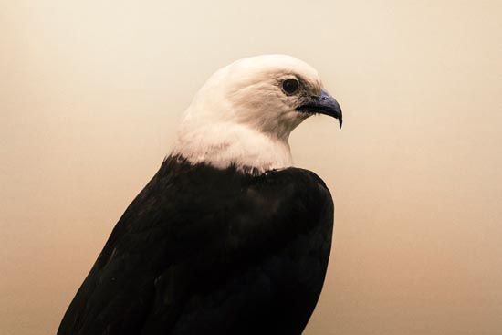 5854 (American Museum of Natural History - NY - USA - 2022)