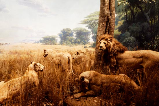 5864 (American Museum of Natural History - NY - USA - 2022)