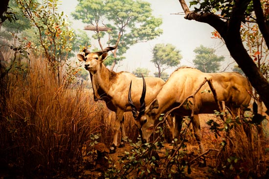 5866 (American Museum of Natural History - NY - USA - 2022)