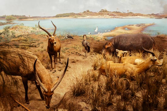 5867 (American Museum of Natural History - NY - USA - 2022)