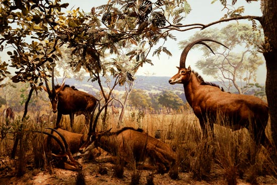 5874 (American Museum of Natural History - NY - USA - 2022)