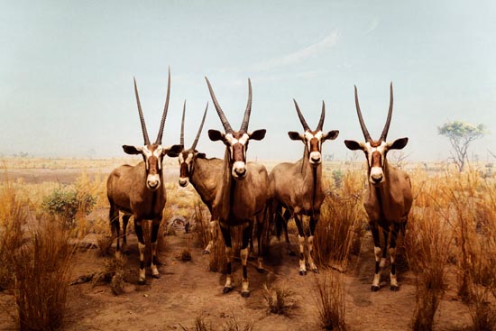 5876 (American Museum of Natural History - NY - USA - 2022)