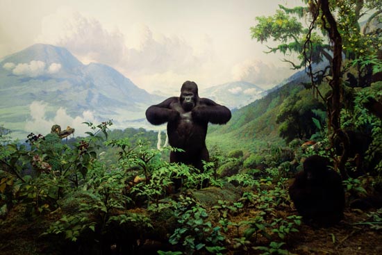 5883 (American Museum of Natural History - NY - USA - 2022)