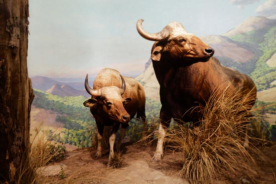 5897 (American Museum of Natural History - NY - USA - 2022)