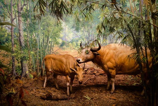 5899 (American Museum of Natural History - NY - USA - 2022)