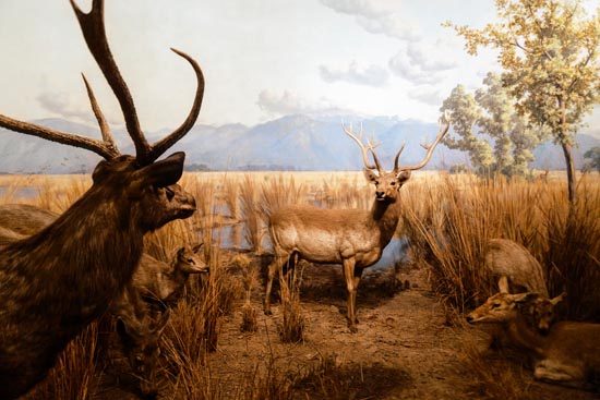 5901 (American Museum of Natural History - NY - USA - 2022)