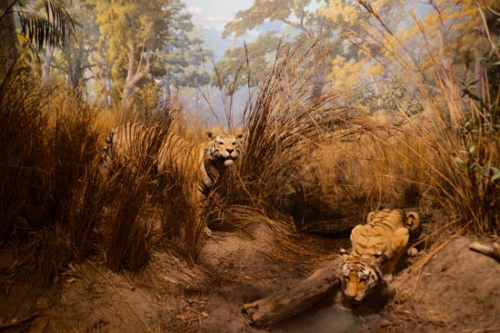 5903 (American Museum of Natural History - NY - USA - 2022)