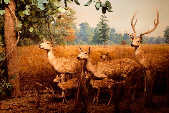 5908 (American Museum of Natural History - NY - USA - 2022)