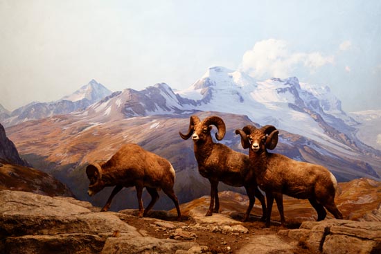 5917 (American Museum of Natural History - NY - USA - 2022)