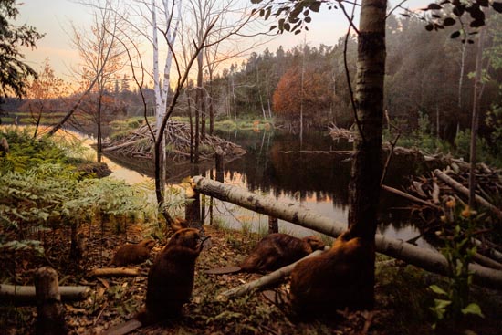 5923 (American Museum of Natural History - NY - USA - 2022)