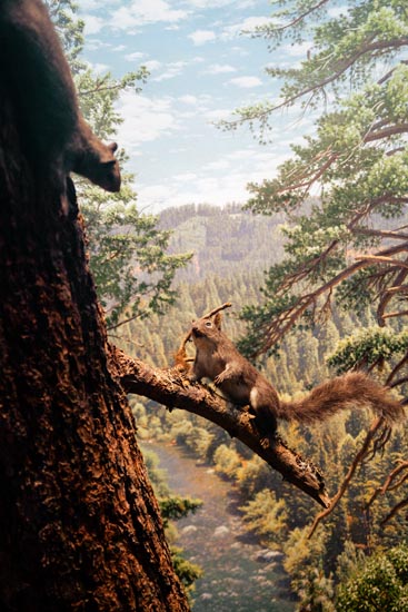 5926 (American Museum of Natural History - NY - USA - 2022)